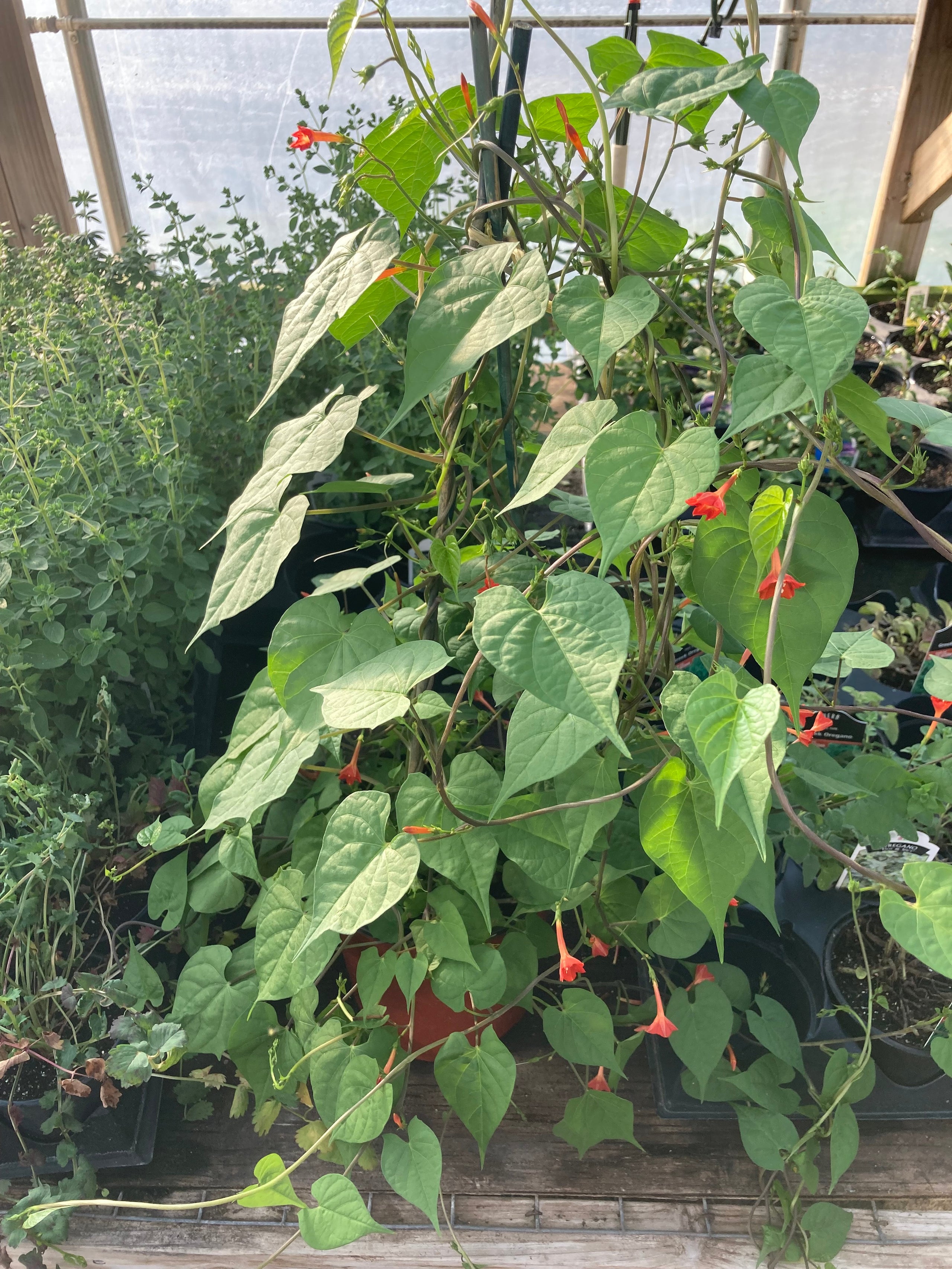 cardinal-vine-1-gallon-pot-oakdale-farms-country-barn-garden-shop